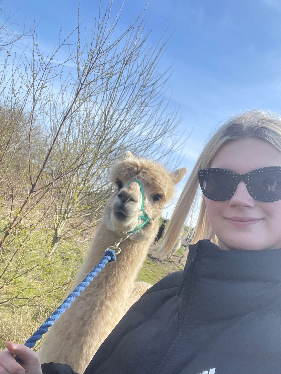 Alpaca